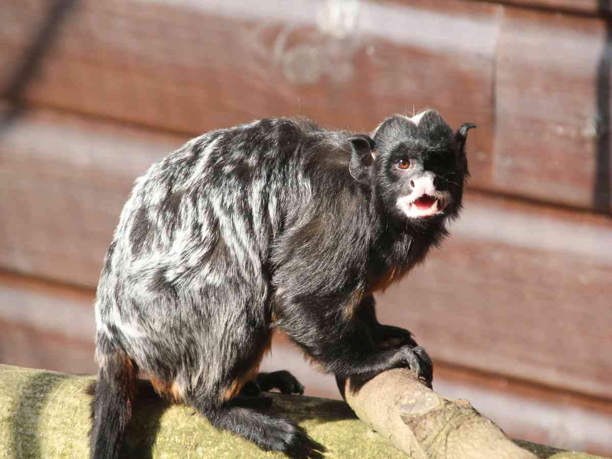 Monkey Haven visitor image